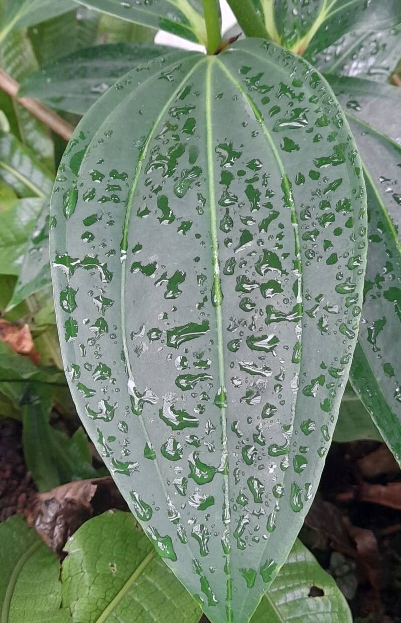 Medinilla cumingii — search result for 'Medinilla'