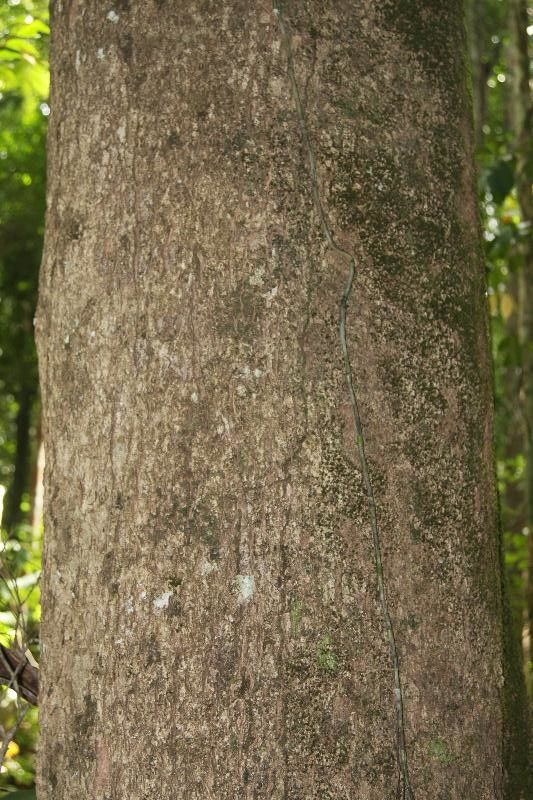Parinari excelsa bark