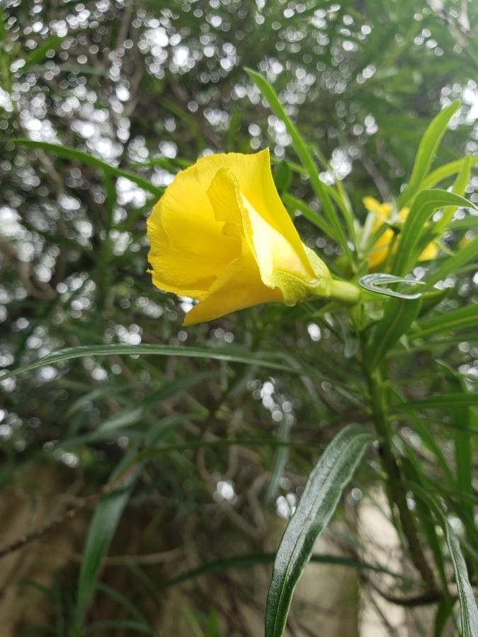 Thevetia peruviana flower
