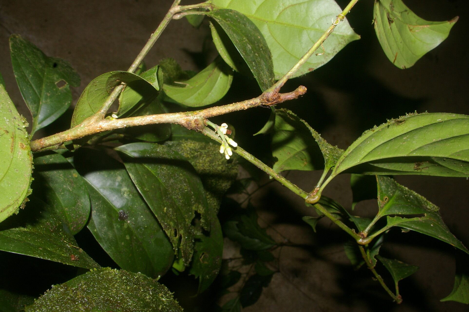 Guarea zarceroensis fruit