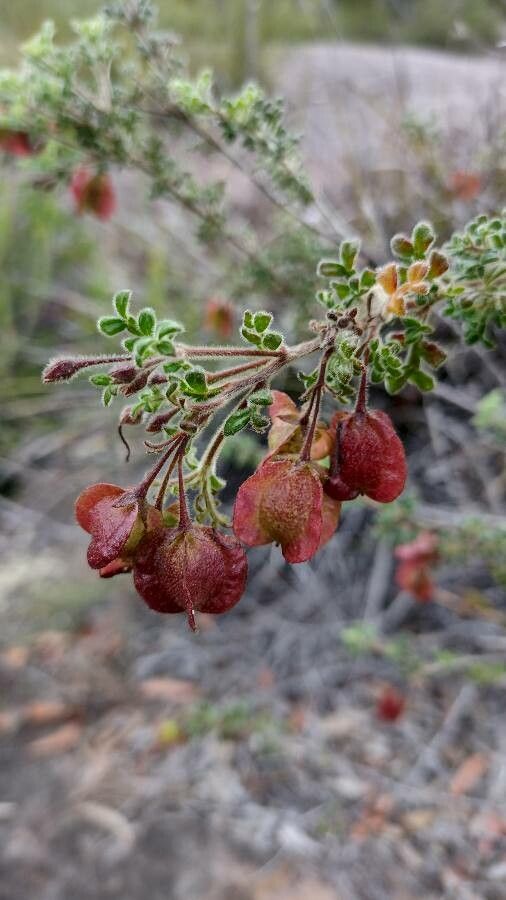Dodonaea pinnata fruit