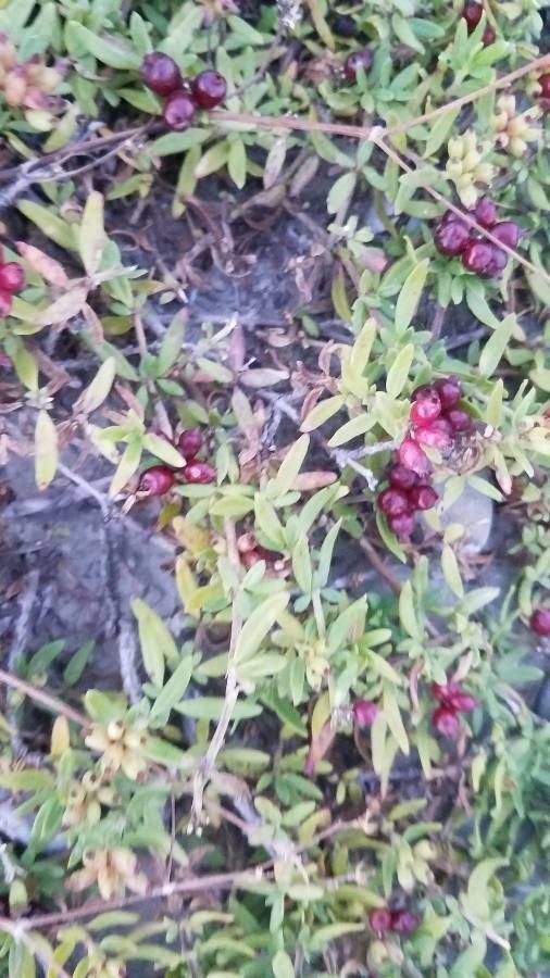 Putoria calabrica leaf