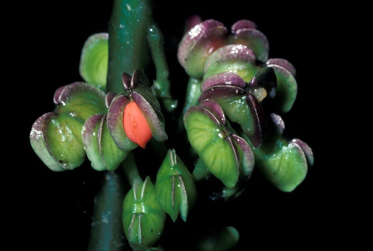 Polygala venenosa fruit