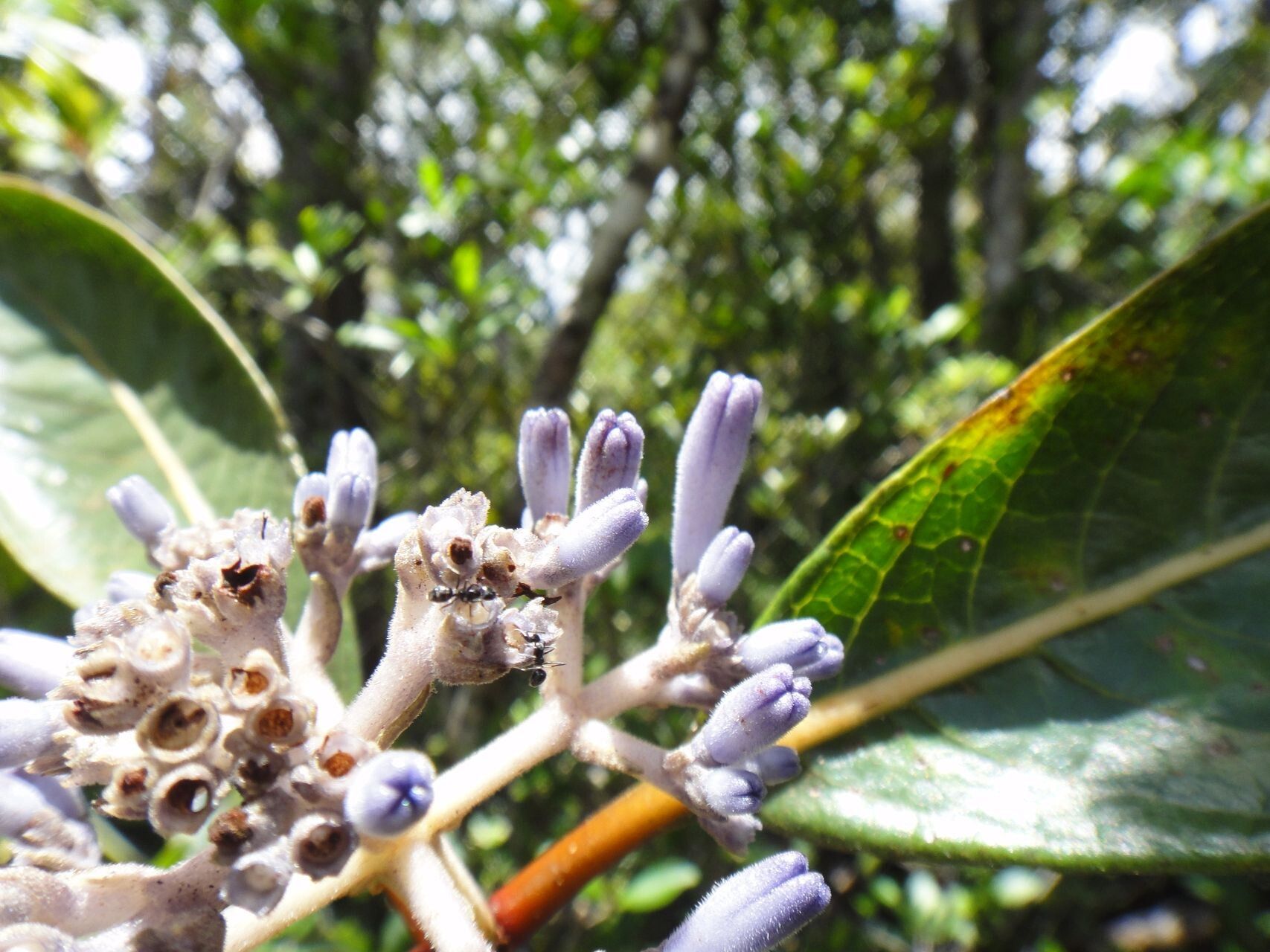 Psychotria poissoniana flower