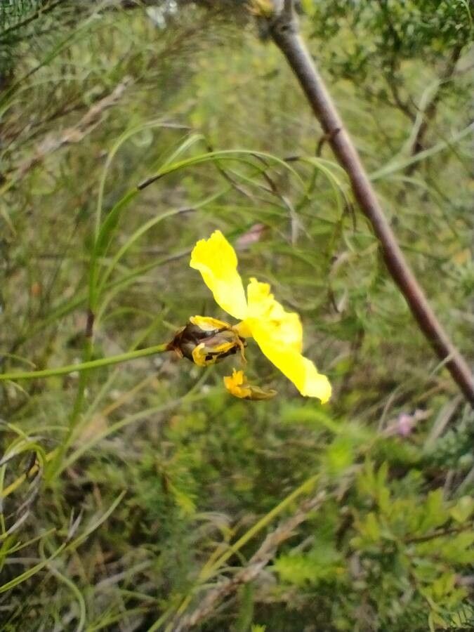 Xyris operculata flower