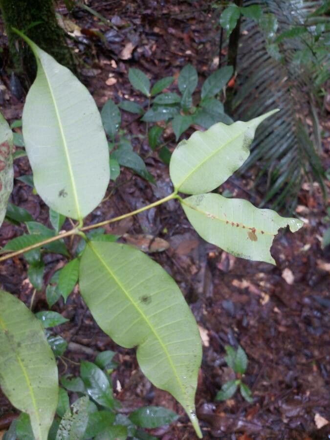 Parahancornia fasciculata leaf