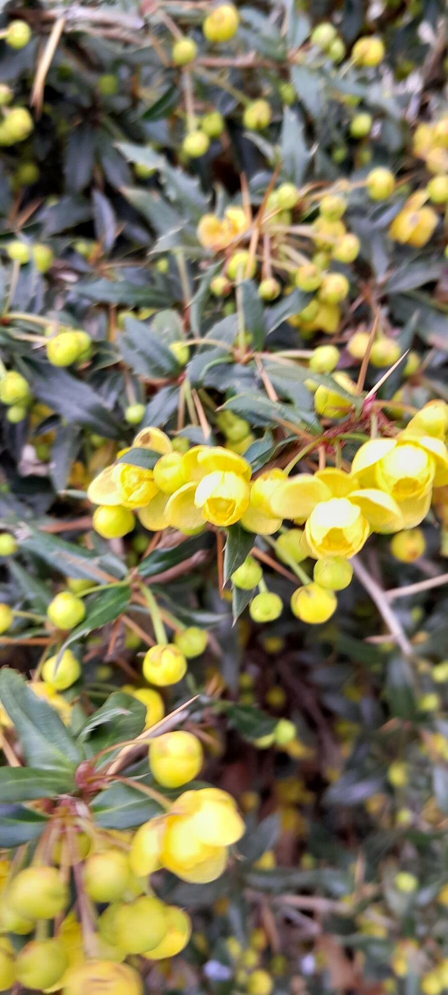 Berberis × hybridogagnepainii flower
