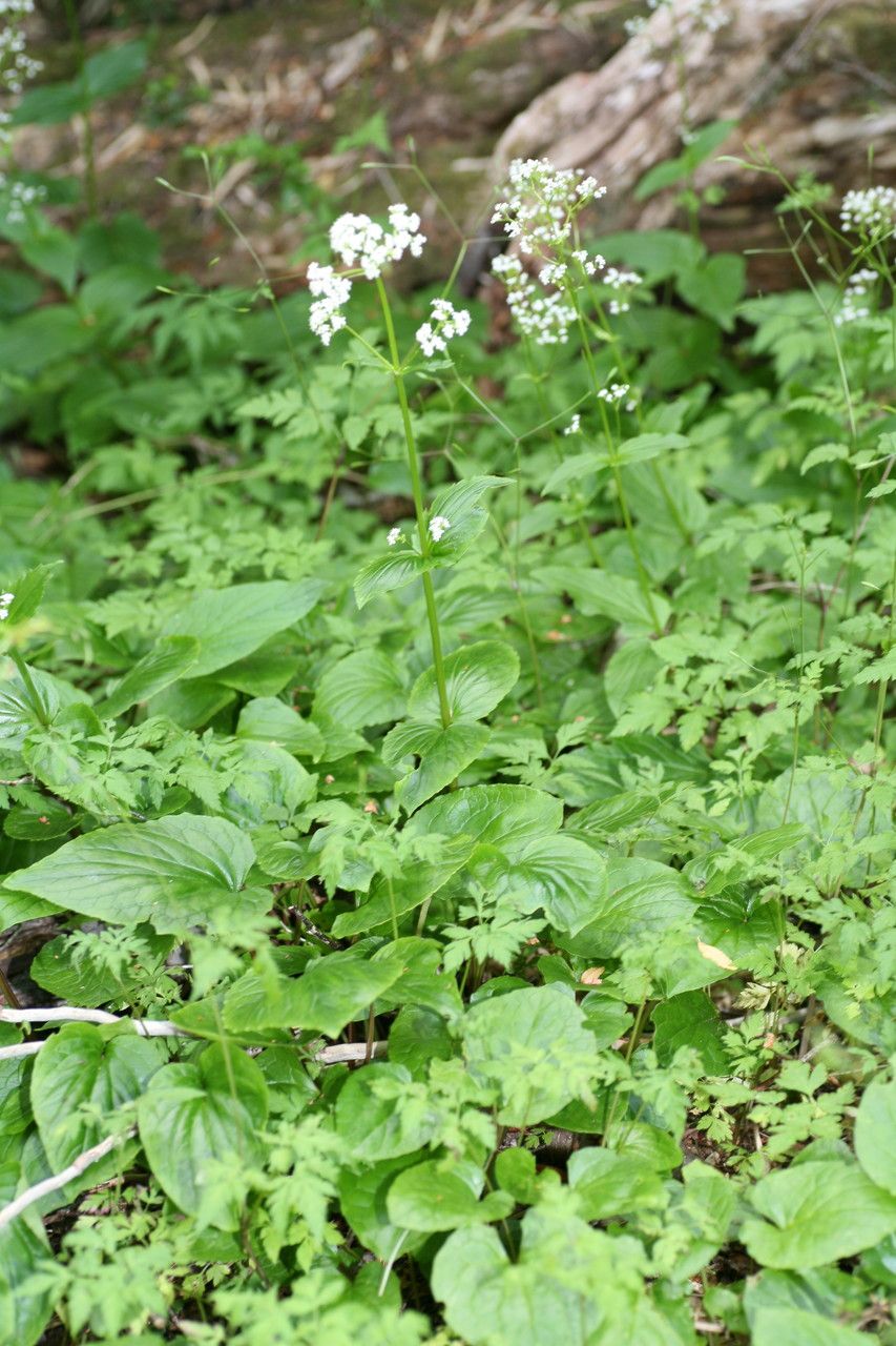 Valeriana lapathifolia habit