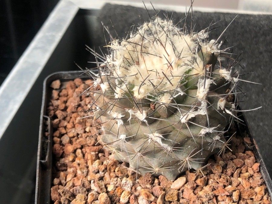Copiapoa humilis — houseplant care guide