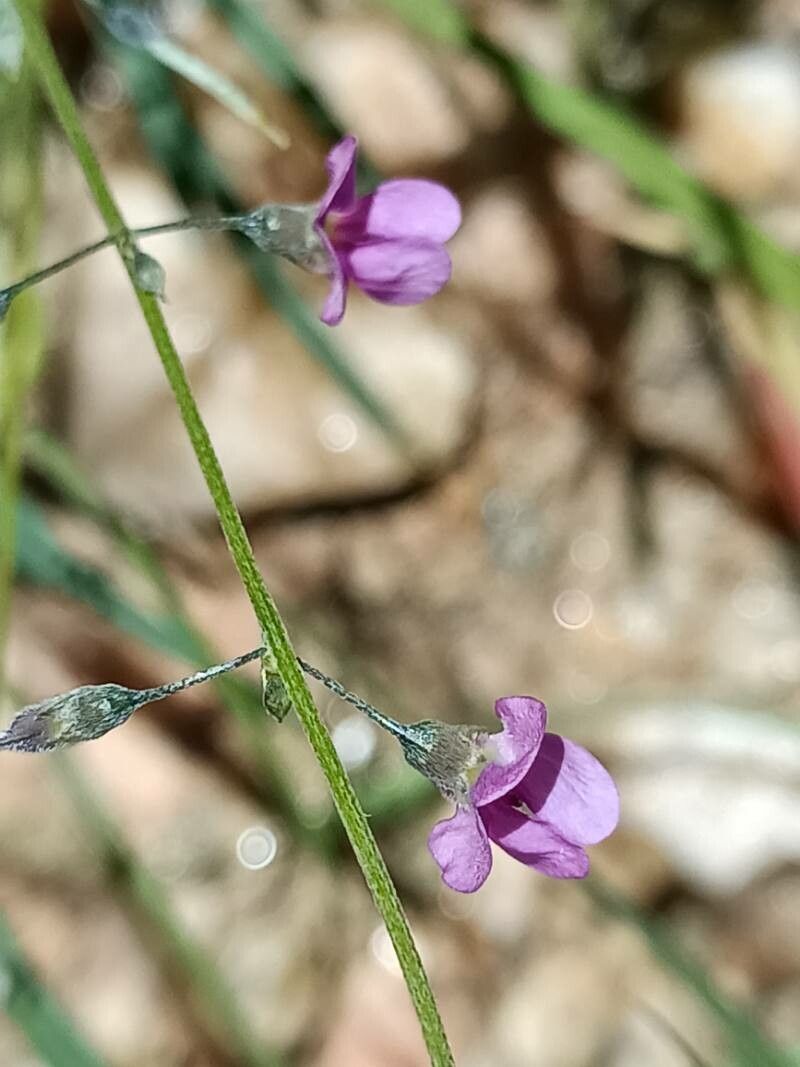 Tephrosia dregeana flower