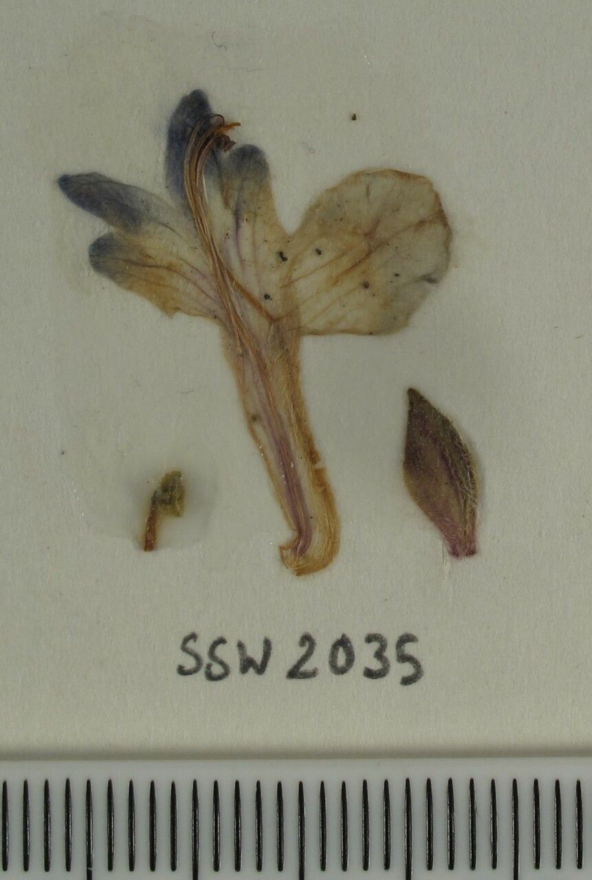 Scutellaria prostrata — houseplant care guide