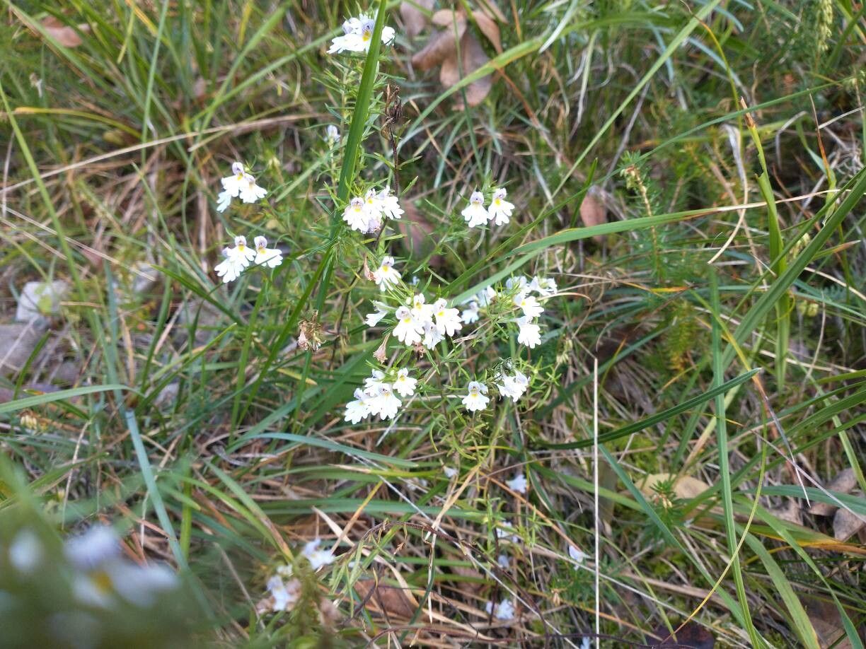 Euphrasia tricuspidata flower