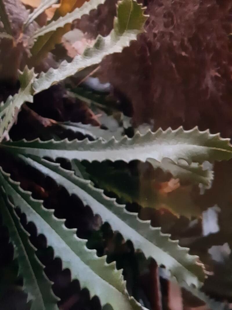 Banksia baueri — related species from the same genus