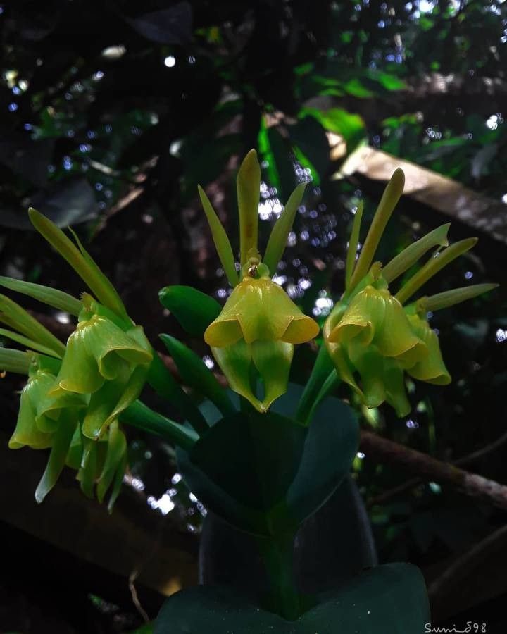 Epidendrum pseudepidendrum flower