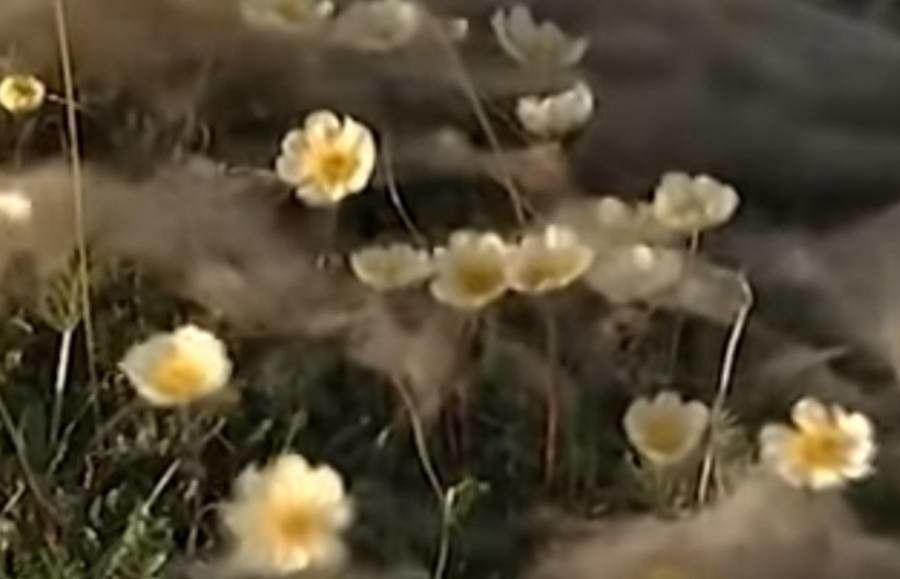 Platystemon californicus flower