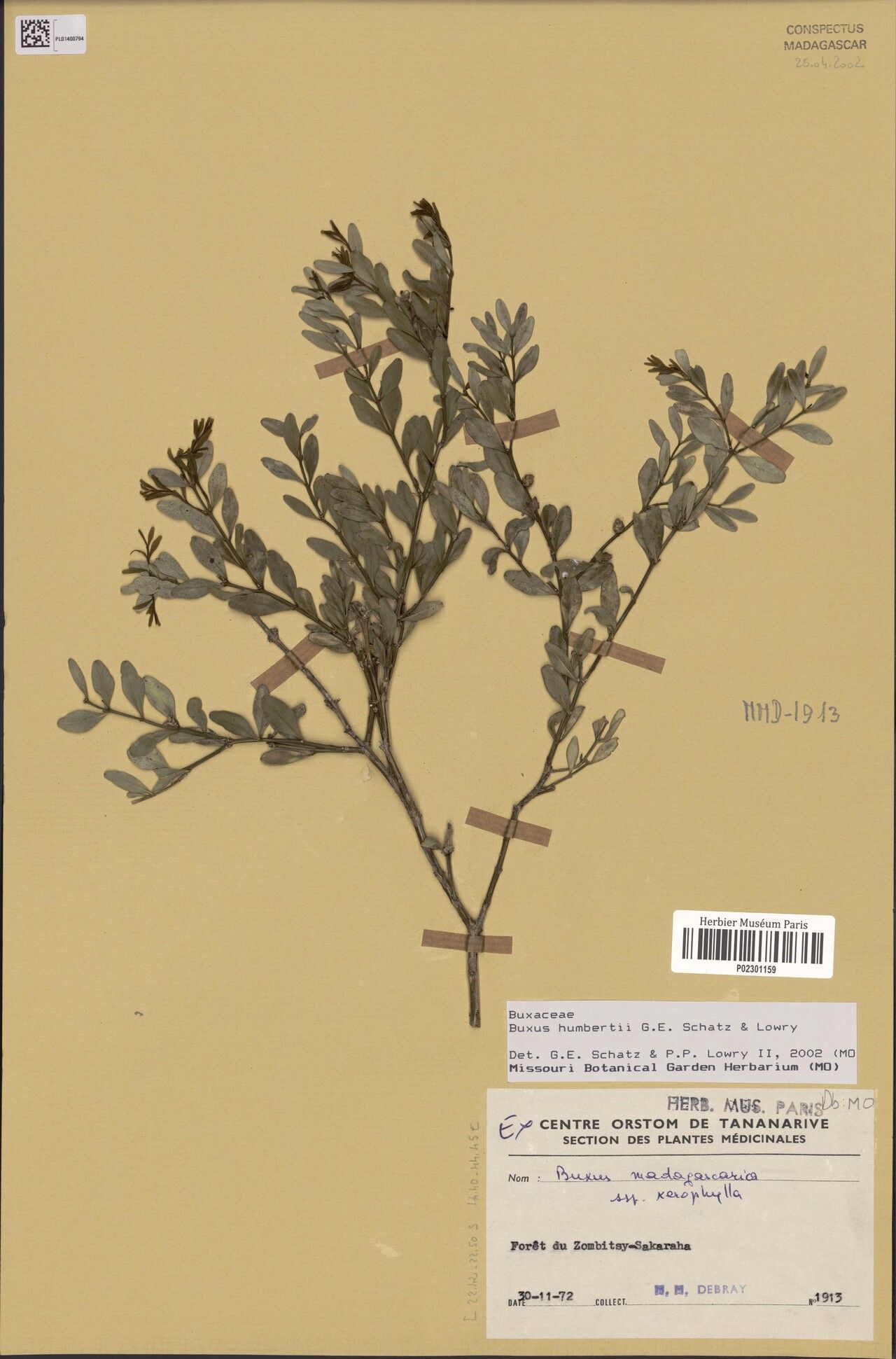 Buxus humbertii — houseplant care guide