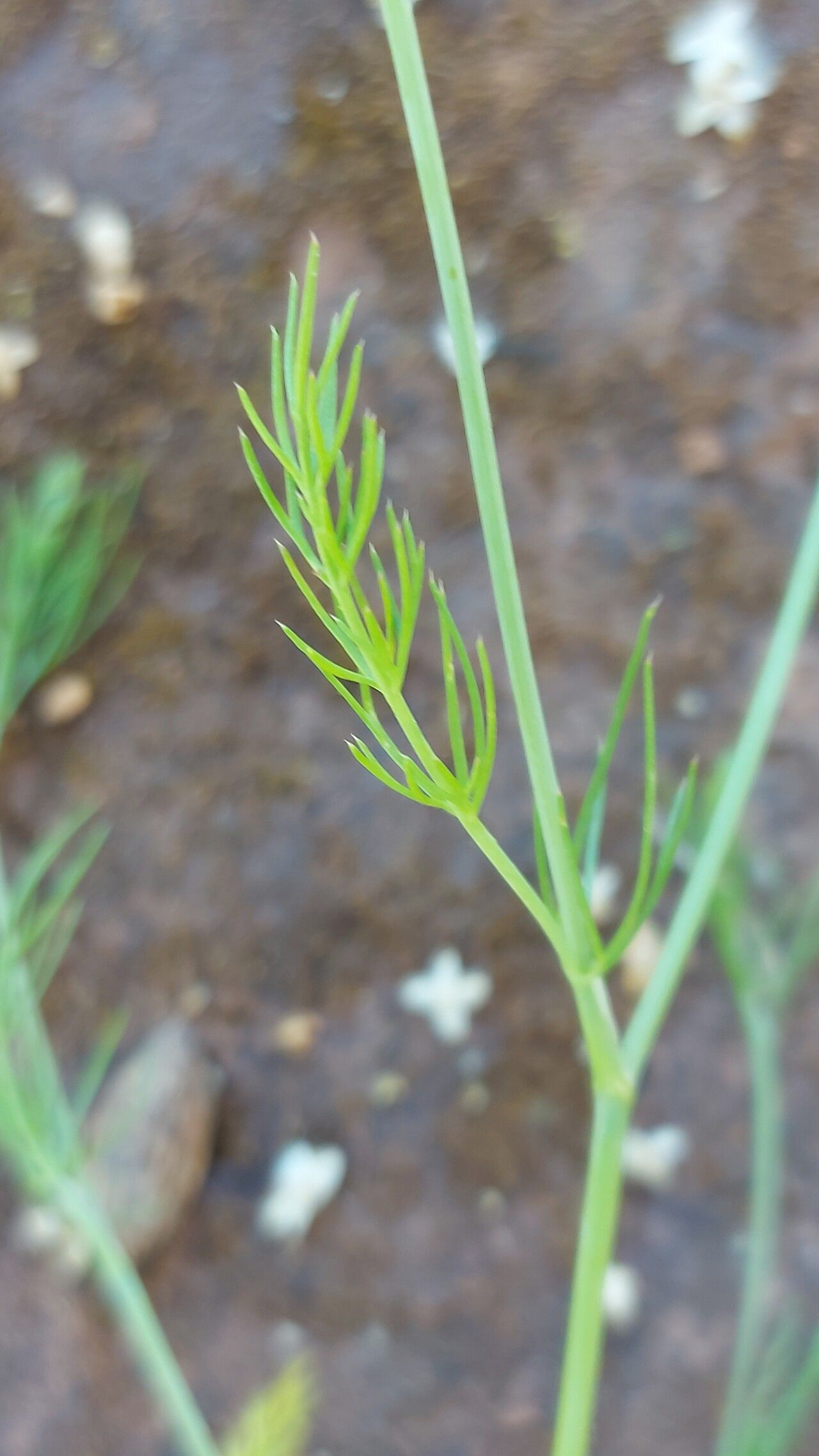 Ammoides pusilla leaf