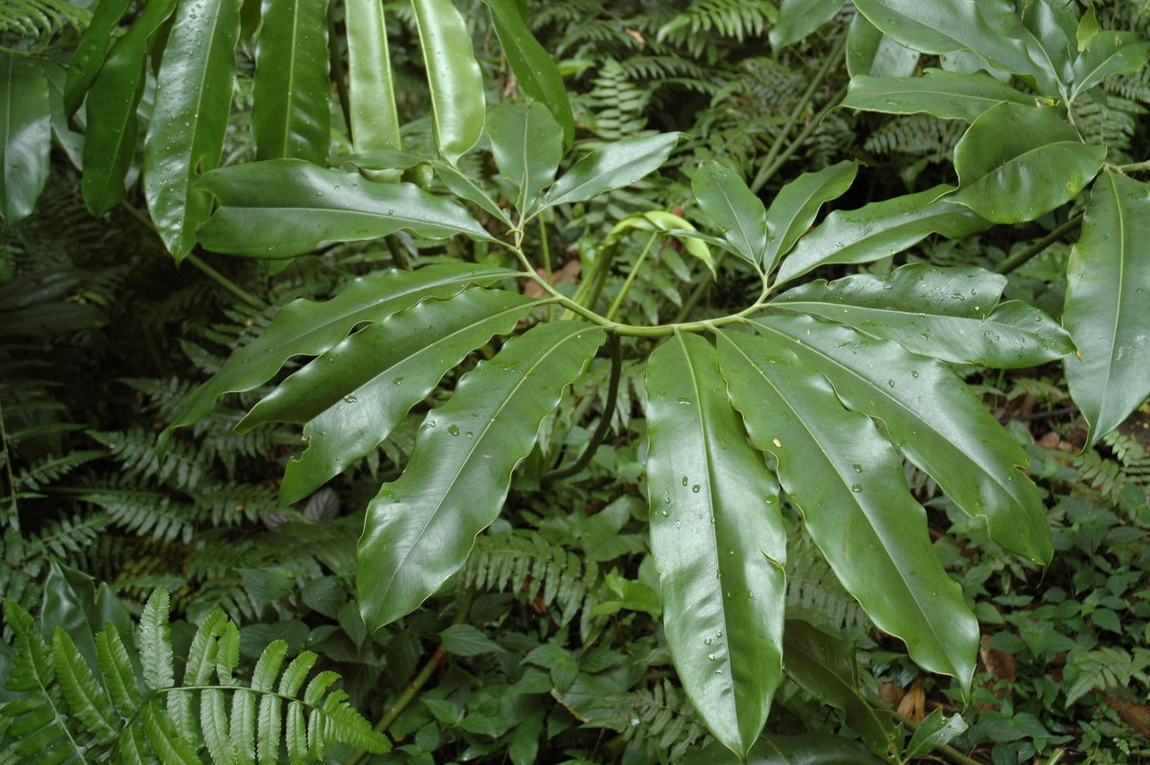 Philodendron goeldii — search result for 'Thaumatophyllum'