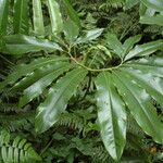 Philodendron goeldii