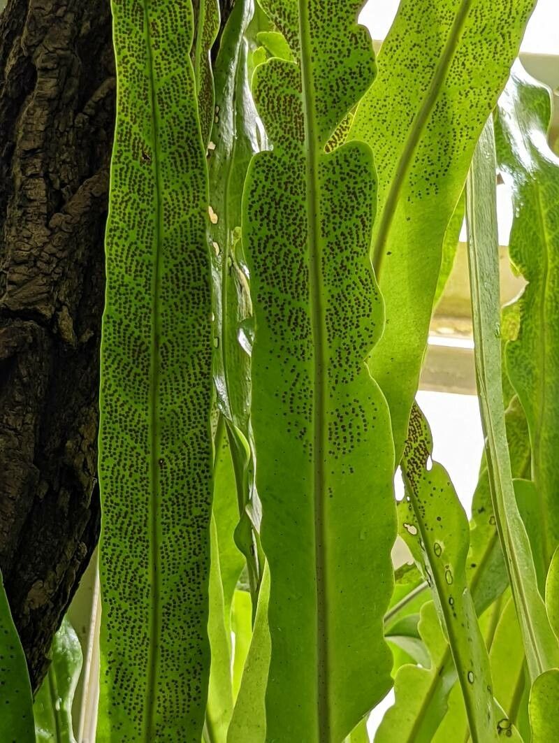Microsorum punctatum fruit