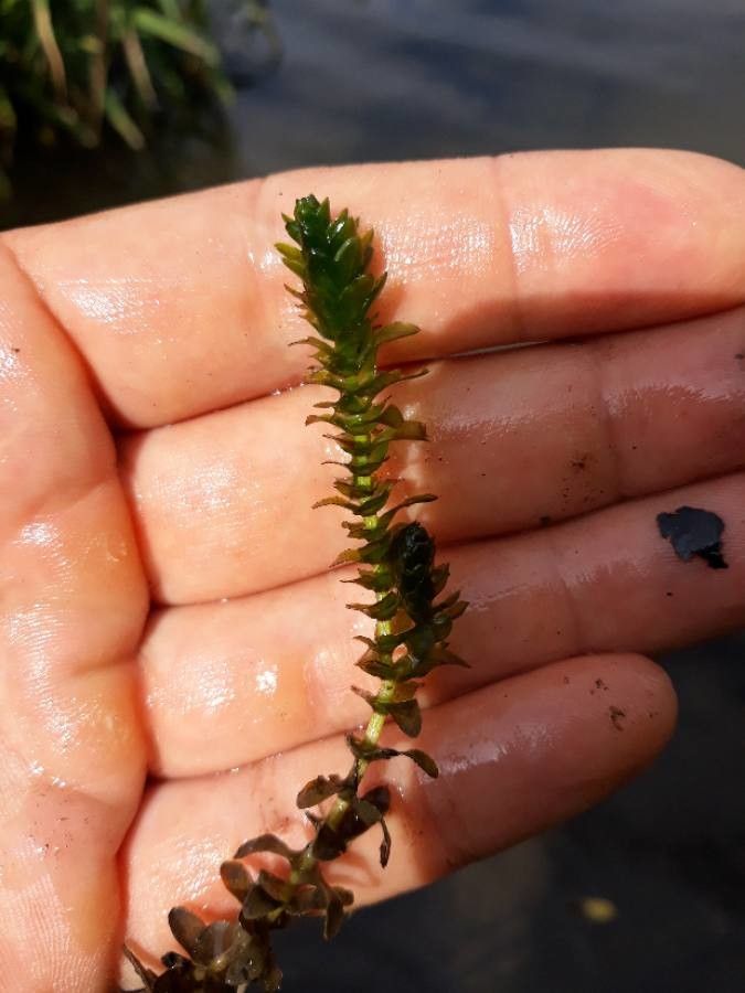 Elodea canadensis bark