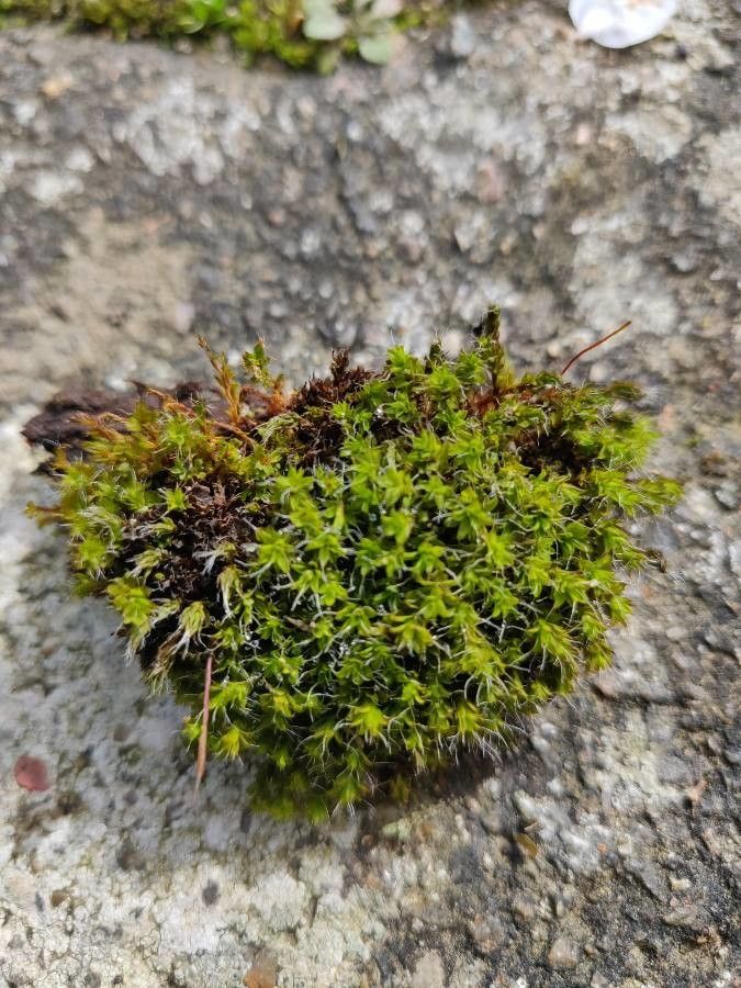 Saxifraga squarrosa — search result for 'Saxifraga'