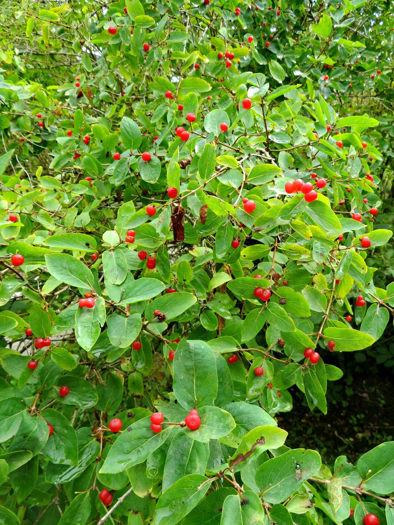 Lonicera maximowiczii habit
