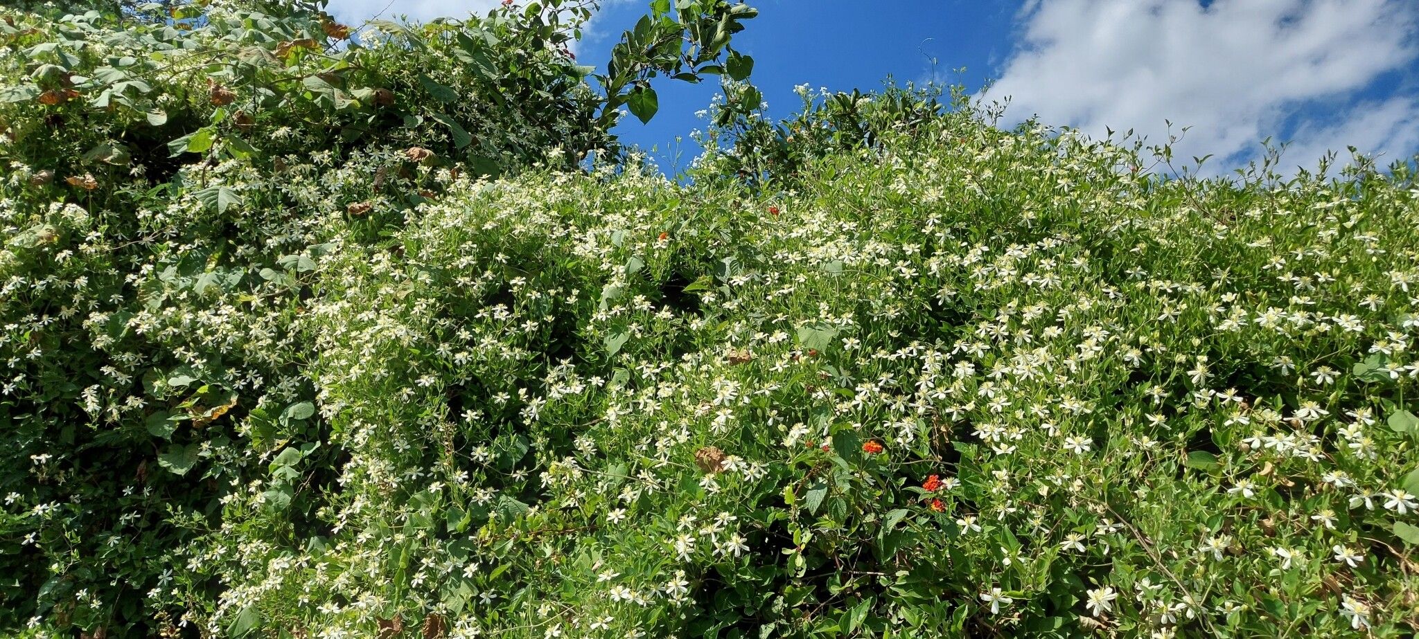Clematis triloba — search result for 'Clematis'