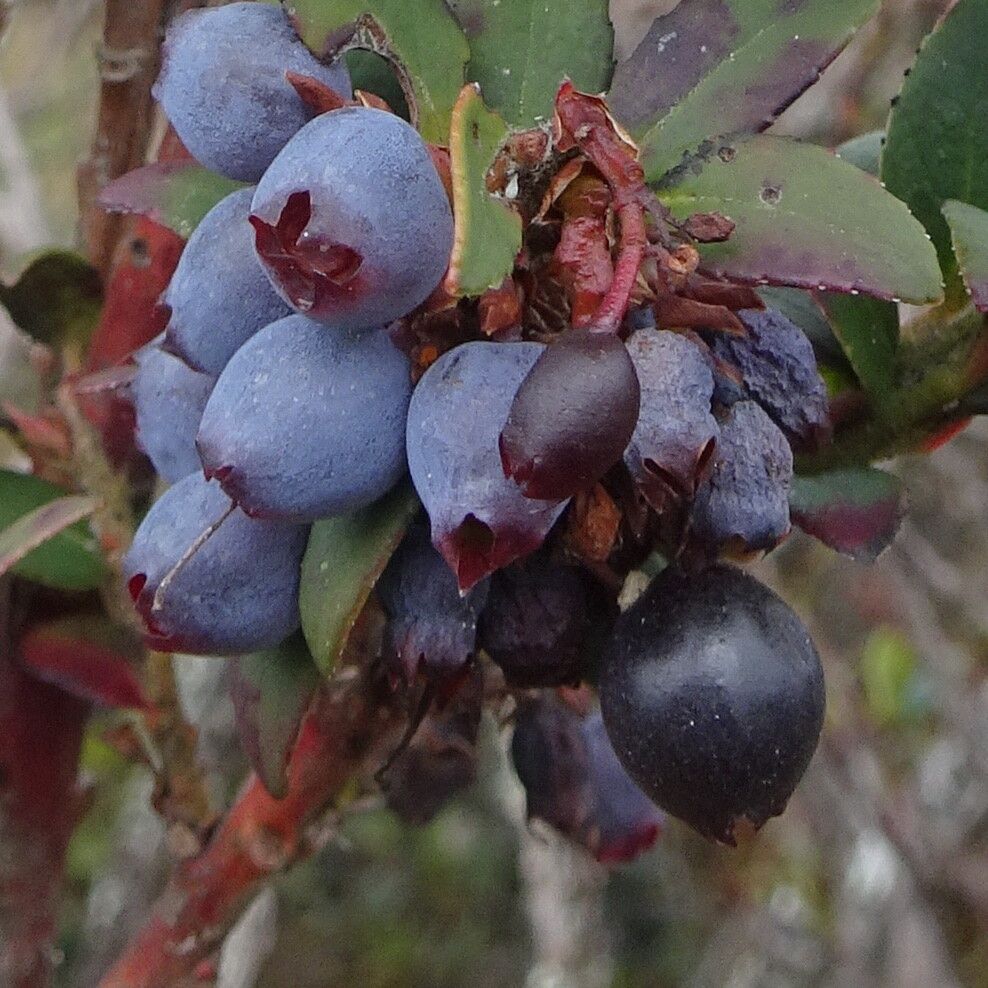 Vaccinium floribundum fruit