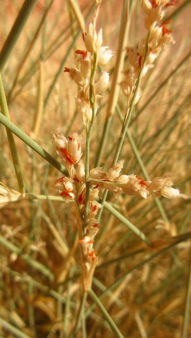 Panicum turgidum flower