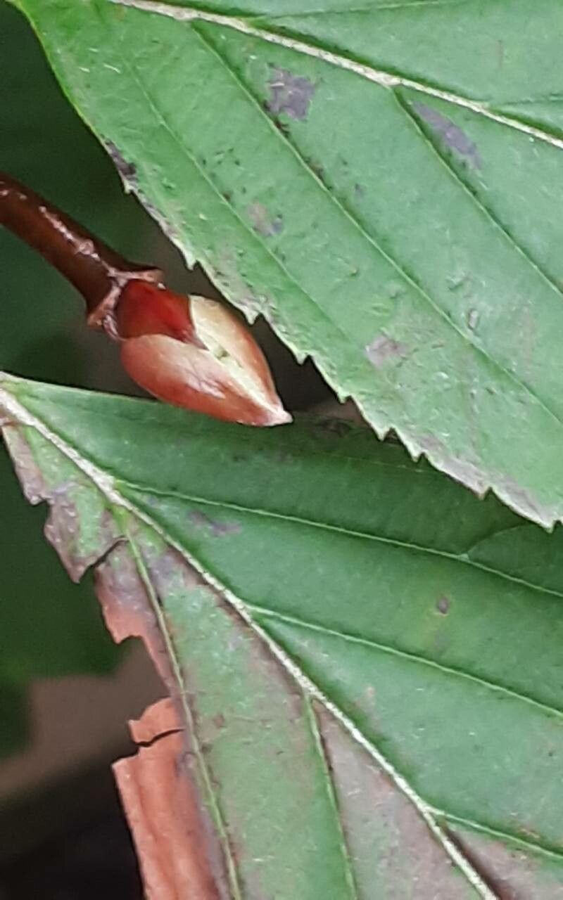 Viburnum × bodnantense leaf