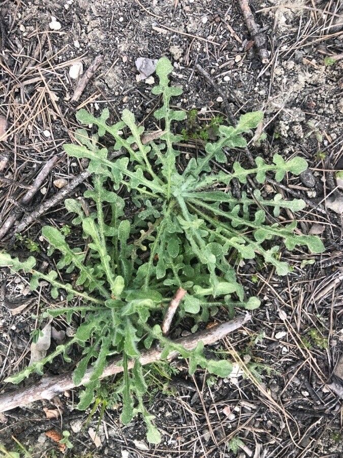 Centaurea melitensis — search result for 'Centaurea'