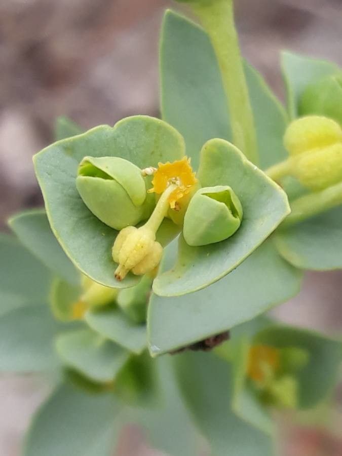 Euphorbia paralias flower