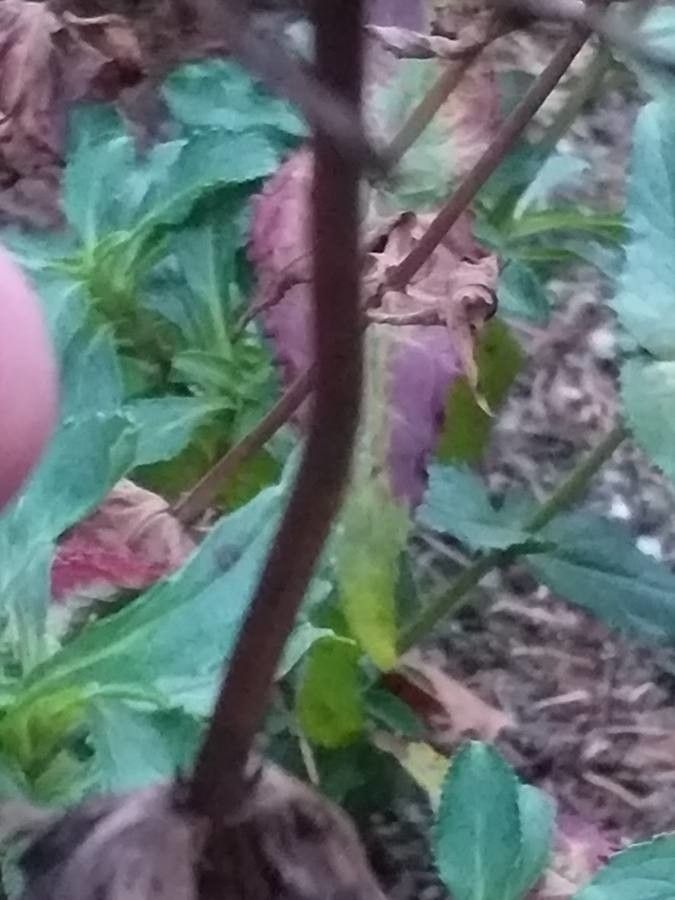 Penstemon serrulatus bark