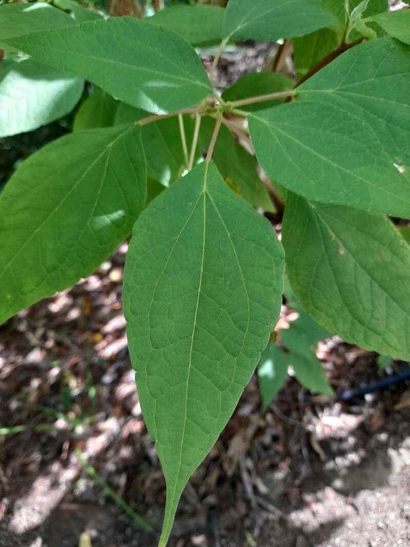 Montanoa arborescens — related species from the same genus
