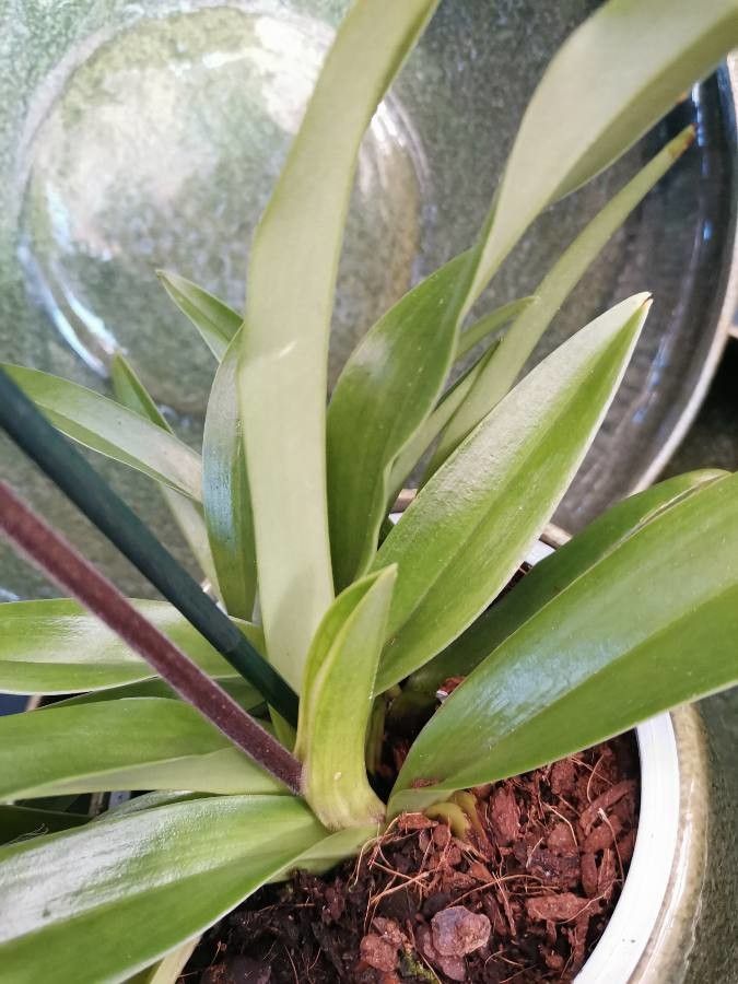 Paphiopedilum insigne — search result for 'Paphiopedilum'