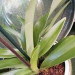 Paphiopedilum insigne