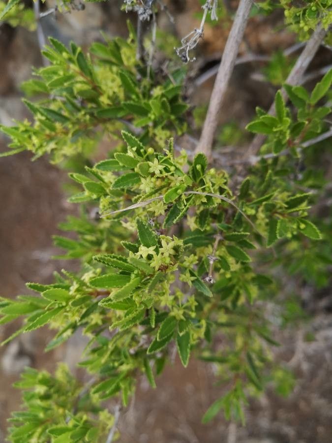 Rubia fruticosa flower