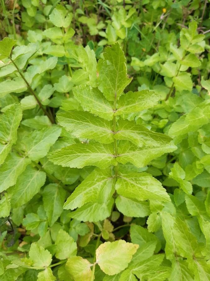 Caropsis verticillato-inundata — related species from the same genus