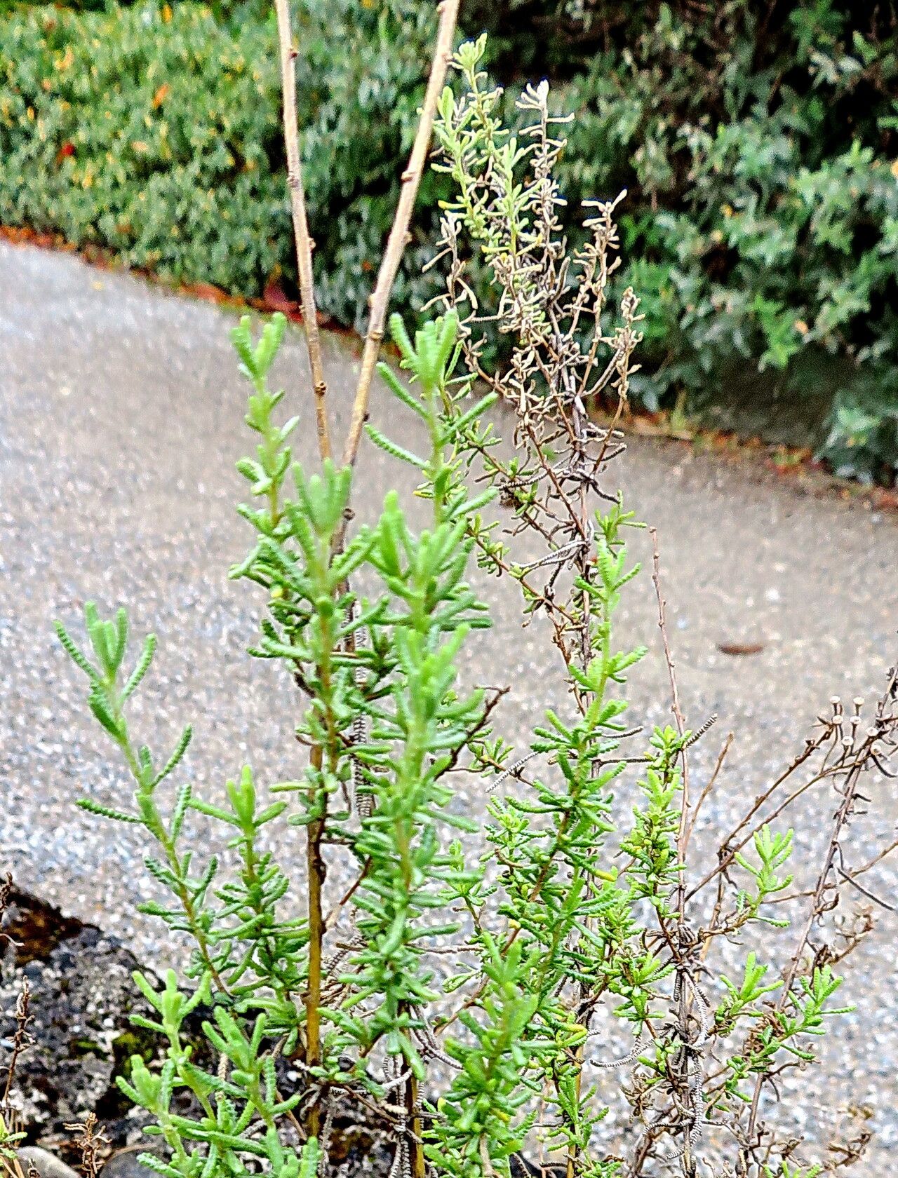 Achillea teretifolia leaf