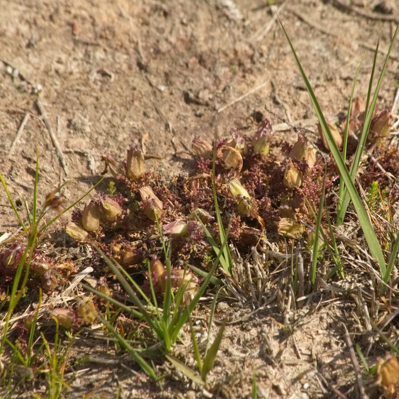 Pedicularis sylvatica fruit
