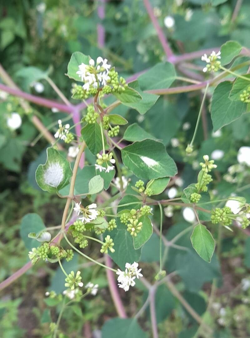 Colignonia glomerata flower