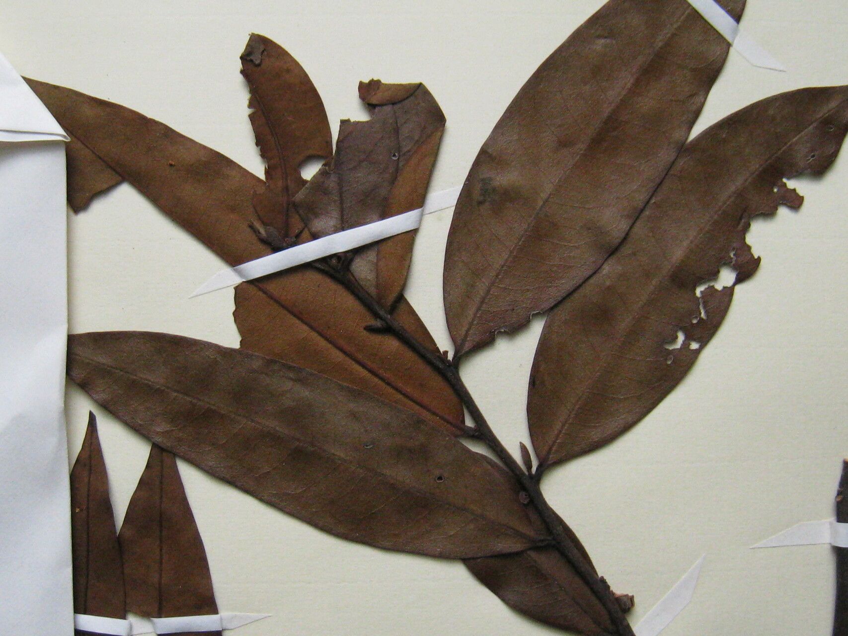 Guatteria schomburgkiana other