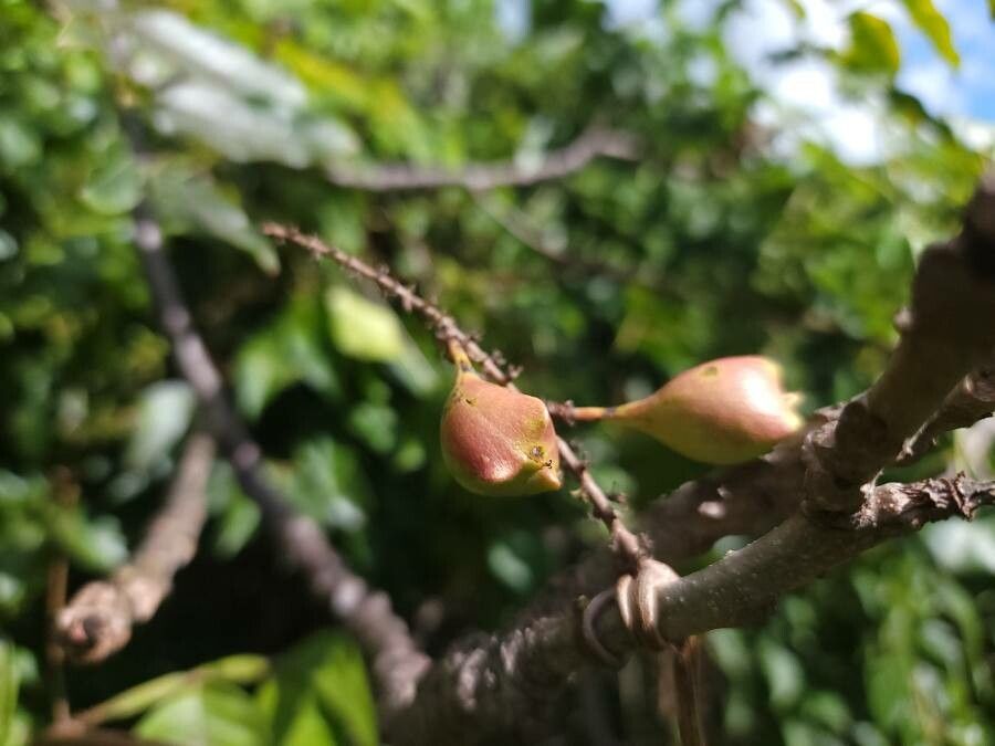 Serjania erecta fruit