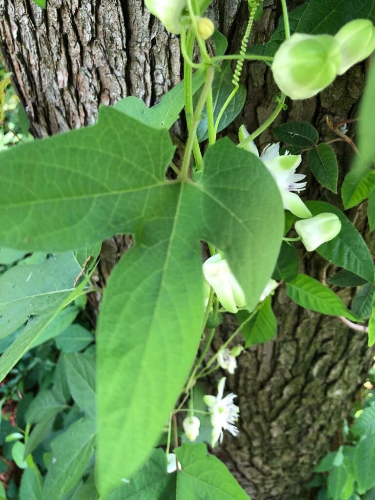 Passiflora exsudans — houseplant care guide