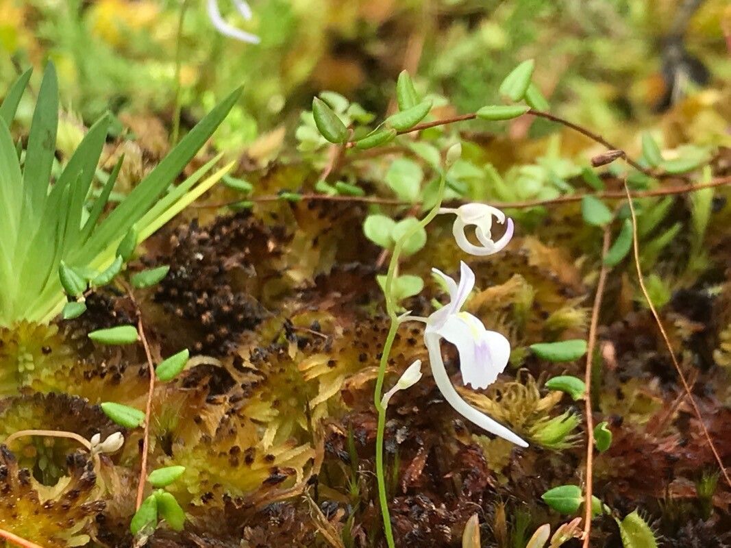 Utricularia sandersonii — search result for 'Utricularia'