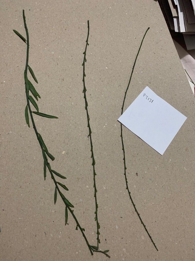 Thymelaea passerina leaf