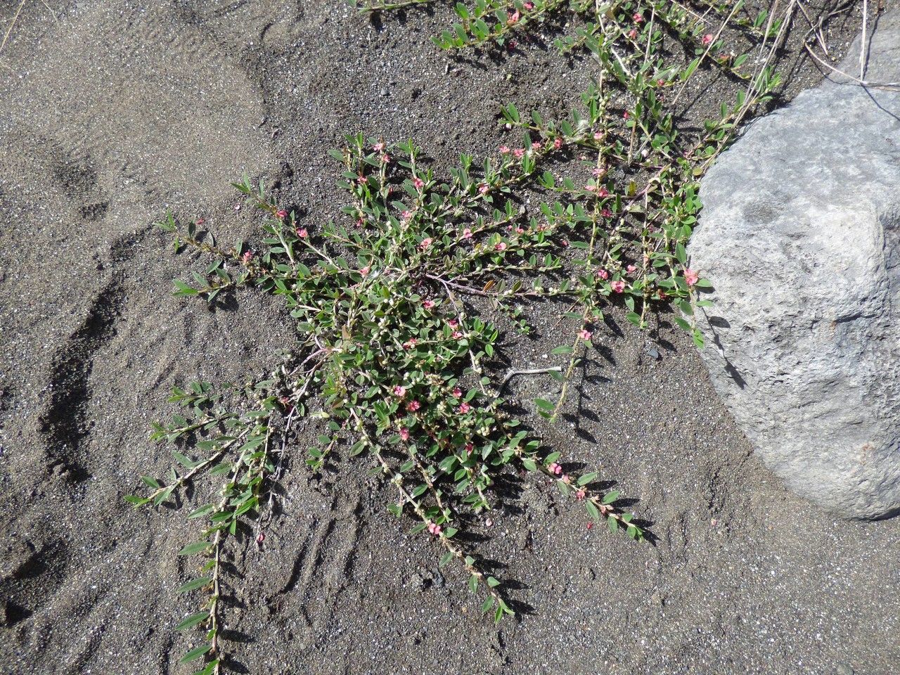Indigofera linifolia habit