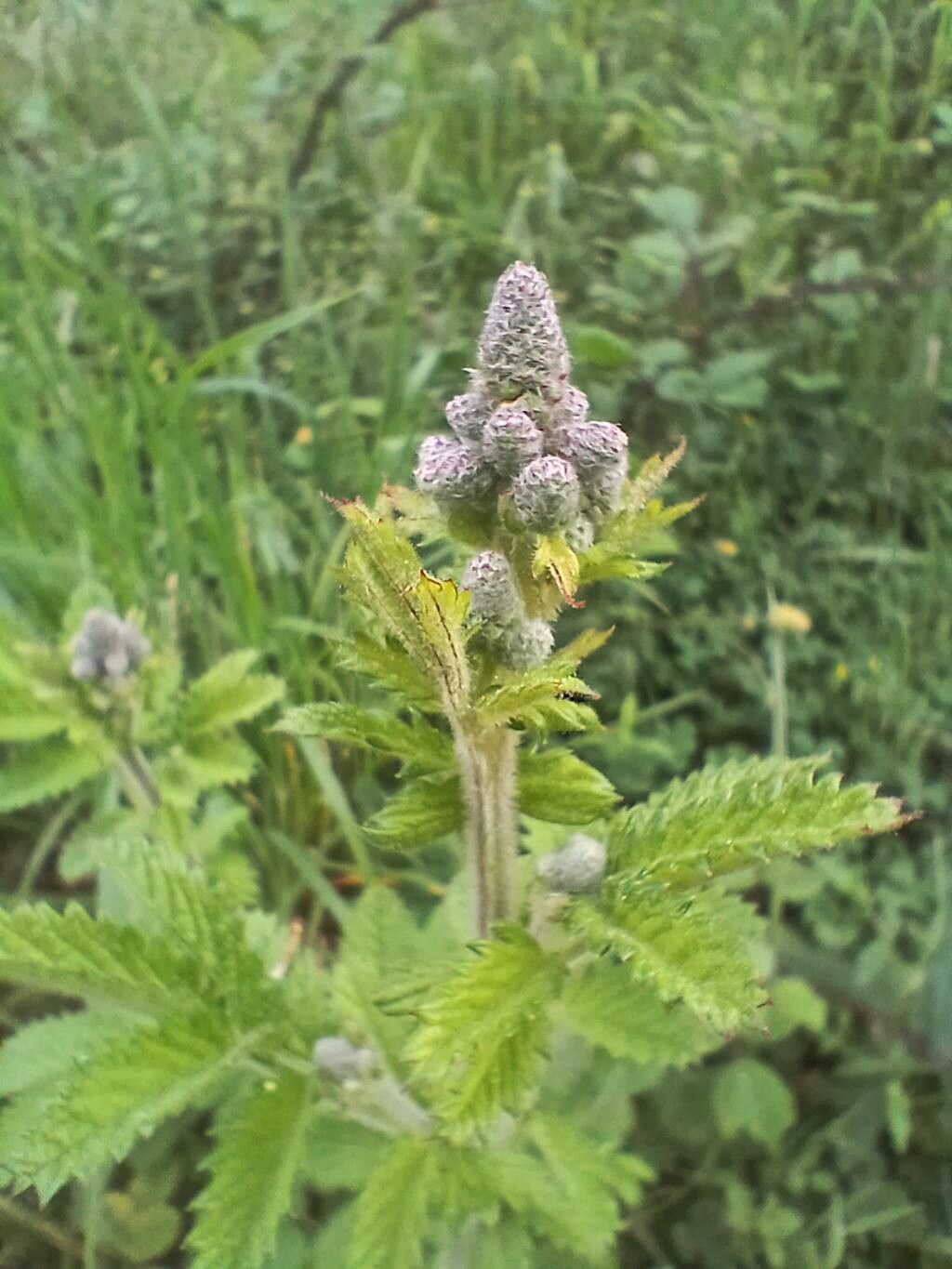 Sanguisorba hybrida — search result for 'Sanguisorba'