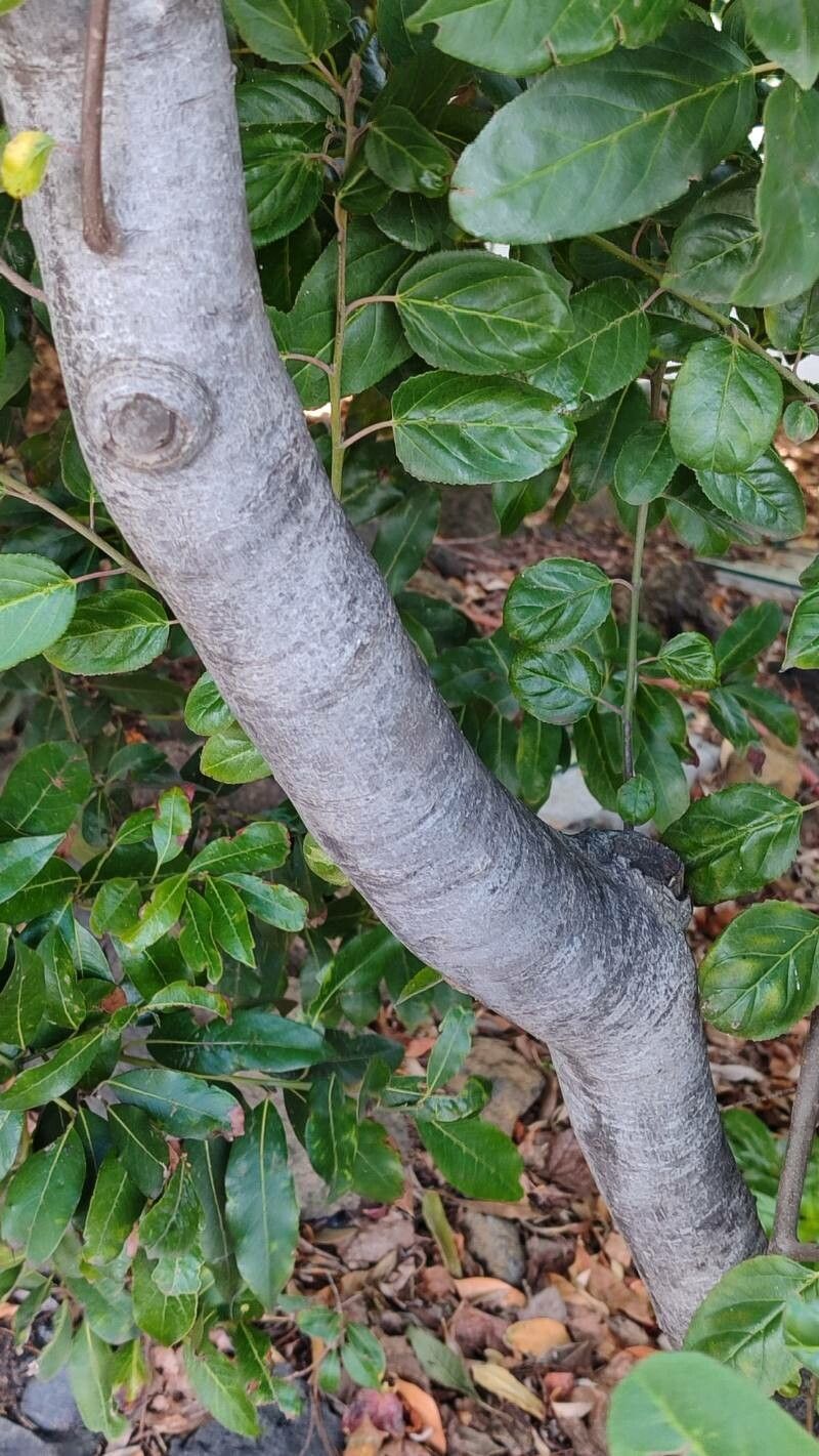 Rhamnus glandulosa bark